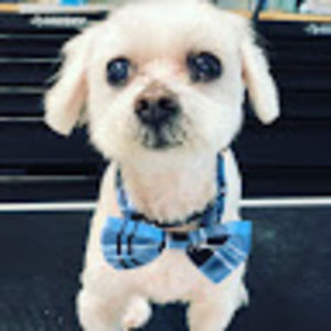 Meet your Posher, Ronnie